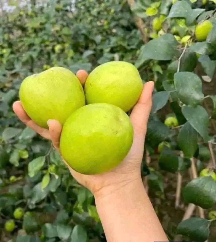 Táo Kim Đại Mật Điện Biên